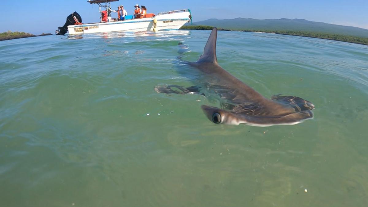 双髻鲨游向摄像机，背景是一艘白色船上的研究人员.